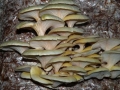 Pleurotus ostreatus